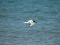 Thalasseus sandvicensis 13, Grote stern, Saxifraga-Jan van der Straaten