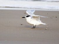 Thalasseus sandvicensis 130, Grote stern, Saxifraga-Bart Vastenhouw
