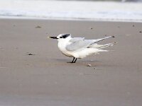 Thalasseus sandvicensis 131, Grote stern, Saxifraga-Bart Vastenhouw