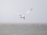 Thalasseus sandvicensis 134, Grote stern, Saxifraga-Bart Vastenhouw