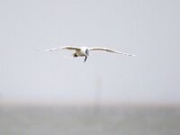 Thalasseus sandvicensis 135, Grote stern, Saxifraga-Bart Vastenhouw