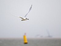 Thalasseus sandvicensis 136, Grote stern, Saxifraga-Bart Vastenhouw