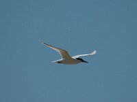 Thalasseus sandvicensis 14, Grote stern, Saxifraga-Jan van der Straaten