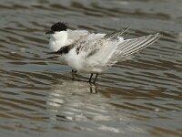 Thalasseus sandvicensis 15, Grote stern, Saxifraga-Piet Munsterman