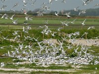 Thalasseus sandvicensis 16, Grote stern, Saxifraga-Piet Munsterman