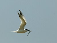 Thalasseus sandvicensis 17, Grote stern, Saxifraga-Piet Munsterman