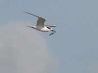 Thalasseus sandvicensis 22, Grote stern, Saxifraga-Piet Munsterman