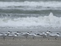 Thalasseus sandvicensis 27, Grote stern, Saxifraga-Piet Munsterman