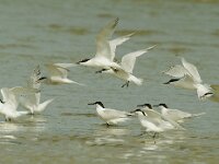 Thalasseus sandvicensis 28, Grote stern, Saxifraga-Piet Munsterman