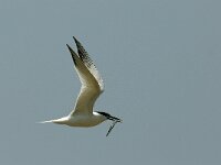 Thalasseus sandvicensis 30, Grote stern, Saxifraga-Piet Munsterman