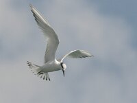Thalasseus sandvicensis 31, Grote stern, Saxifraga-Luc Hoogenstein