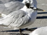 Thalasseus sandvicensis 32, Grote stern, Saxifraga-Iztok Skornik