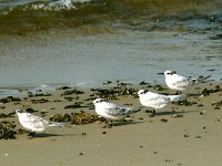 Thalasseus sandvicensis 33, Grote stern, juvenile, Saxifraga-Piet Munsterman