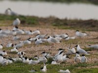 Thalasseus sandvicensis 34, Grote stern, Saxifraga-Piet Munsterman