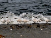 Thalasseus sandvicensis 36, Grote stern, Saxifraga-Piet Munsterman