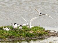 Thalasseus sandvicensis 38, Grote stern, Saxifraga-Piet Munsterman