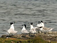 Thalasseus sandvicensis 39, Grote stern, Saxifraga-Piet Munsterman