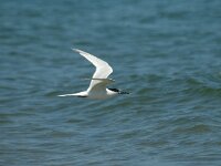 Thalasseus sandvicensis 4, Grote stern, Saxifraga-Jan van der Straaten