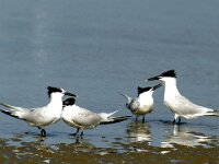 Thalasseus sandvicensis 40, Grote stern, Saxifraga-Piet Munsterman