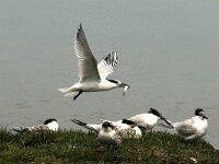 Thalasseus sandvicensis 41, Grote stern, Saxifraga-Piet Munsterman