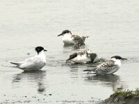 Thalasseus sandvicensis 42, Grote stern, Saxifraga-Piet Munsterman