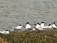 Thalasseus sandvicensis 44, Grote stern, Saxifraga-Piet Munsterman