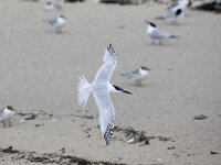 Thalasseus sandvicensis 49, Grote stern, Saxifraga-Luc Hoogenstein