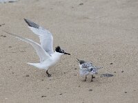 Thalasseus sandvicensis 50, Grote stern, Saxifraga-Luc Hoogenstein