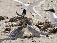 Thalasseus sandvicensis 52, Grote stern, Saxifraga-Luc Hoogenstein