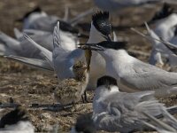 Thalasseus sandvicensis 53, Grote stern, Saxifraga-Luc Hoogenstein