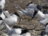 Thalasseus sandvicensis 54, Grote stern, Saxifraga-Luc Hoogenstein