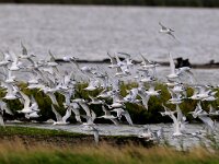 Thalasseus sandvicensis 56, Grote stern, Saxifraga-Piet Munsterman