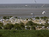 Thalasseus sandvicensis 58, Grote stern, Saxifraga-Mark Zekhuis