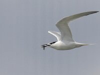 Thalasseus sandvicensis 60, Grote stern, Saxifraga-Mark Zekhuis