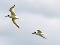 Thalasseus sandvicensis 64, Grote stern, Saxifraga-Piet Munsterman
