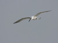 Thalasseus sandvicensis 66, Grote stern, Saxifraga-Bart Vastenhouw