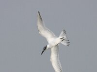 Thalasseus sandvicensis 68, Grote stern, Saxifraga-Bart Vastenhouw