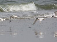 Thalasseus sandvicensis 71, Grote stern, Saxifraga-Bart Vastenhouw