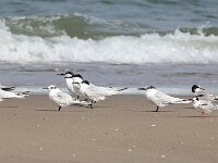 Thalasseus sandvicensis 74, Grote stern, Saxifraga-Bart Vastenhouw
