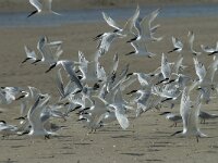 Thalasseus sandvicensis 76, Grote stern, Saxifraga-Willem van Kruijsbergen