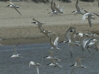 Thalasseus sandvicensis 80, Grote stern, Saxifraga-Willem van Kruijsbergen