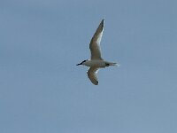 Thalasseus sandvicensis 81, Grote stern, Saxifraga-Willem van Kruijsbergen