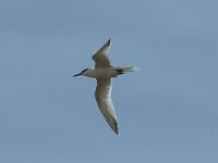 Thalasseus sandvicensis 82, Grote stern, Saxifraga-Willem van Kruijsbergen