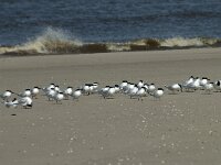 Thalasseus sandvicensis 89, Grote stern, Saxifraga-Willem van Kruijsbergen