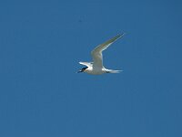 Thalasseus sandvicensis 9, Grote stern, Saxifraga-Jan van der Straaten