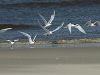 Thalasseus sandvicensis 90, Grote stern, Saxifraga-Willem van Kruijsbergen