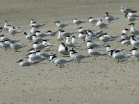 Thalasseus sandvicensis 93, Grote stern, Saxifraga-Willem van Kruijsbergen