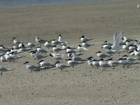 Thalasseus sandvicensis 95, Grote stern, Saxifraga-Willem van Kruijsbergen