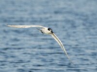 Thalassus sandvicensis 140, Grote stern, adult, Saxifraga-Theo Verstrael