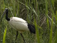Threskiornis aethiopicus 2, Heilige ibis, Saxifraga-Jan van der Straaten